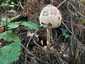 Nagy őzlábgomba (Macrolepiota procera), Somogy